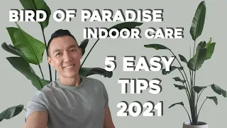 Bird of Paradise Indoor Care | 5 Easy Care Tips | Strelitzia Nicolai & Reginae Plant Tips