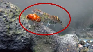 River shrimp eating cockroach