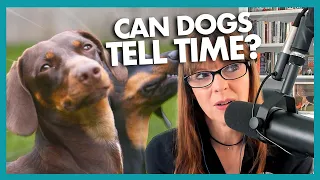 How Can Dogs Tell Time? | Positively Dog Training Podcast