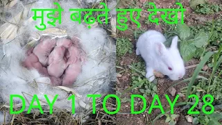 New born baby Rabbit day 1 to day 28 after growth