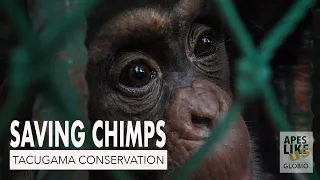 SAVING CHIMPS: Tacugama Chimpanzee Conservation