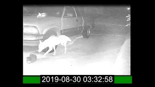 Coyote attack cat with still image