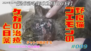 【2024年02月06日】野良猫ゴエモンのケガの治療と目薬 008 - チャトラ脱走する