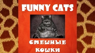 The best funny videos with funny cats - Лучшие смешные видео приколы про смешных кошек