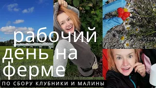 МОЙ ДЕНЬ НА ФЕРМЕ RANTA MARJAT В ЛАЙТИЛЕ // работа в Финляндии // сбор клубники и малины