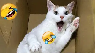 😆🐈 Try Not To Laugh Dogs And Cats 😍🤣 Best Funniest Animals Video 2024 # 13