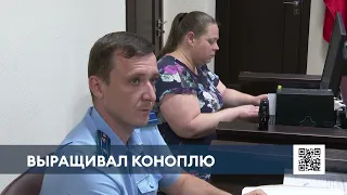 В Нижнекамске судят мужчину, который решил выращивать коноплю на съемной квартире