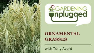 Gardening Unplugged - Ornamental Grasses for your Garden with Tony Avent