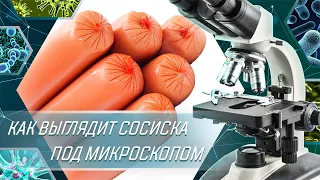 КАК ВЫГЛЯДИТ СОСИСКА ИЗ МАГАЗИНА ПОД МИКРОСКОПОМ