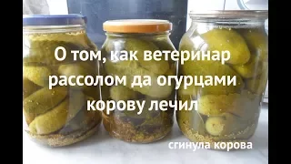 Как ветеринар рассолом и кислым огурцом корову лечил