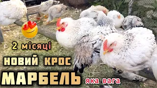 НОВИЙ крос МАРБЕЛЬ‼️2 місяця‼️яка вага, чим годую