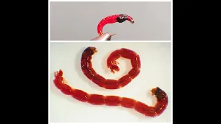 Хариусовая Нимфа Мотыль/G.H. Bloodworm Как связать от GM FLY