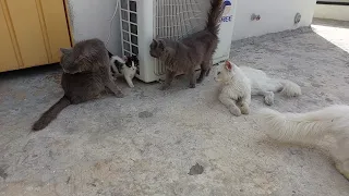 10 Cats And Cute Kittens Are Together Sharing Their Food With Each Other