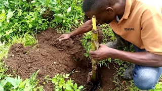 How to plant Banana tree part1 | @mroan120 | #homeworkout | #skills