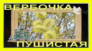 #ВЕРБОЧКА ПУШИСТАЯ  #Вербное воскресенье с праздником вас!