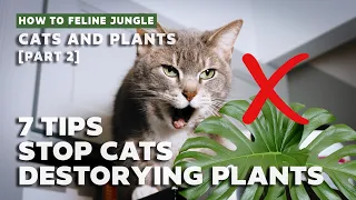 How to Keep Cats from Destroying Your House plants l 7 Tips & Strategies