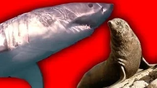Shark Attack | Earth Files | Earth Unplugged