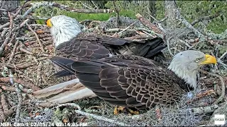 The intruder lays down in the nest next to Gabby American Eagle Foundation NEFL Cam 1