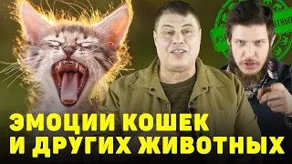 Эмоции кошек и других животных.