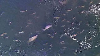 Manatees, sharks swarm outside TECO power plant