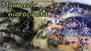 Myrmecia nigrocincta 2 year update