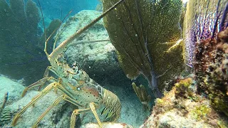 Walking with Bermuda Spiny Lobsters 1080p