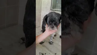 How to trim a dogs face with scissors, Shih-Tzu, no restraints, dog grooming from home