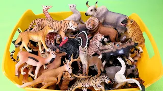 Grassland Animals - Learn Animal Names with Figurines