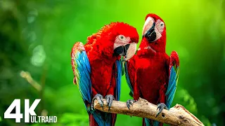 Macaw Parrots 4K - Relaxing Music With Colorful Birds In The Rainforest - 4K VIDEO (UTRAHD)