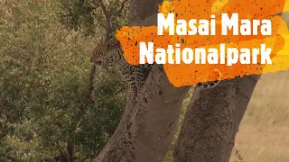 Masai Mara Nationalpark - Kenya 2018
