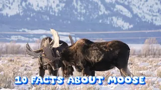 10 Mind-Blowing Facts about Moose!