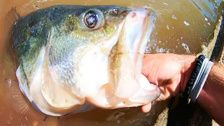 GIANT BASS from BACKYARD CITY POND!!