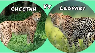 Fun And Learn | Cheetah vs Leopard