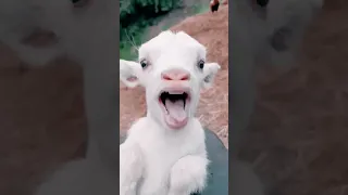 Goat Sound Video #cute #goat