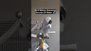 Bird Making Water Noises💦 #birds #pets #animals #funnypets #parrot #funny #lol #youtubeshorts #lol