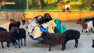 ВЕСЕЛАЯ КАРУСЕЛЬ! Такого в мультике не покажут 🤣 Тайган. Animals life in Taigan.