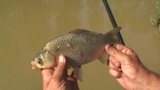 Pêche de A à Z : Pêche des carassins - Pêche au coup