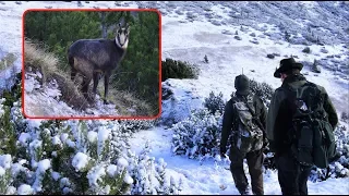 Chamois & Mouflon hunt in Slovenian mountains