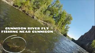 Nice Fall Brown from the Gunnison River near Gunnison - Fly Fishing September 2020