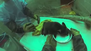 Black Bear Cub Feeding:  Extended Version