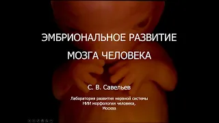 С.В. Савельев - Эмбриональное развитие мозга человека