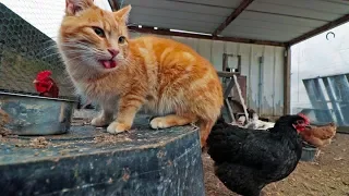 The cat that thinks he’s a chicken