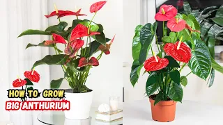 15 Fantastic Tips on How to Grow a Big Anthurium Plant