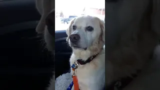 Funny Dog on meds after the vet
