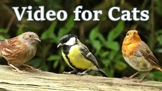 Videos for Cats to Watch : Birds and Squirrels in July -  One Hour