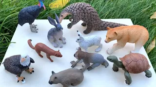 Learn fun Facts about Zoo Animals with Toys