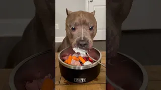 My dogs favorite foods