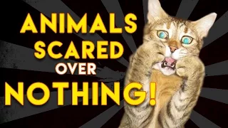 Animals Scared Over Nothing! Funny Animal Videos