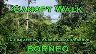 Canopy Walk, Borneo - 03 May 2023 - 4K