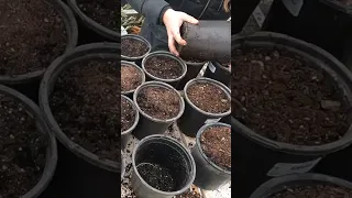 Potting Dahlia Tubers🌸🌱 // Garden Answer